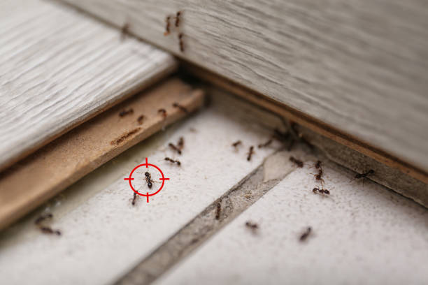 Best Pest Control Near Me  in Ludington, MI