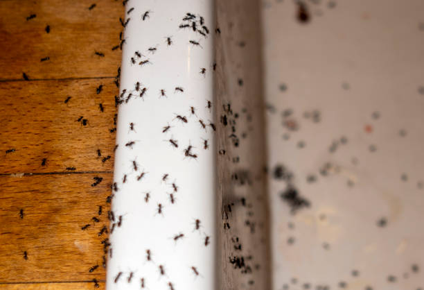 Best Pest Control Treatment  in Ludington, MI