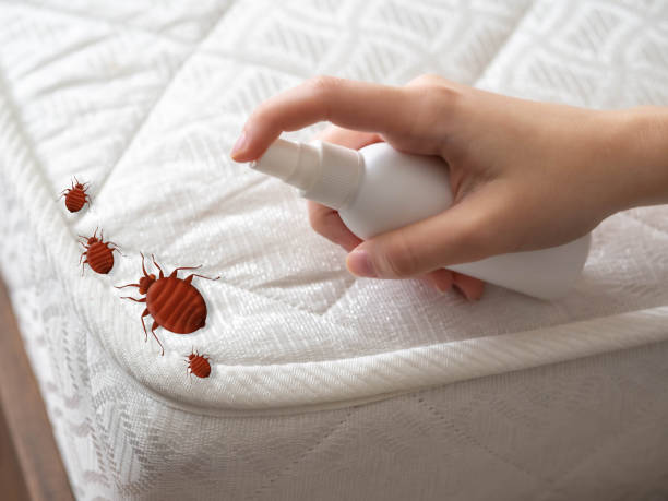 Reliable Ludington, MI Pest Control Solutions