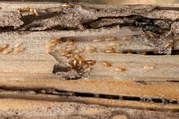 Best Spider Control Near Me  in Ludington, MI
